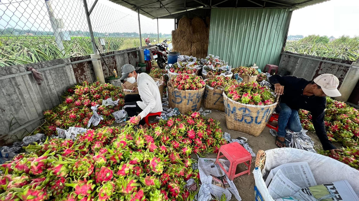 Mỗi năm sản lượng thanh long ở miền Tây Nam bộ là khoảng gần 600.000 tấn, chiếm 46% sản lượng thanh long toàn quốc.