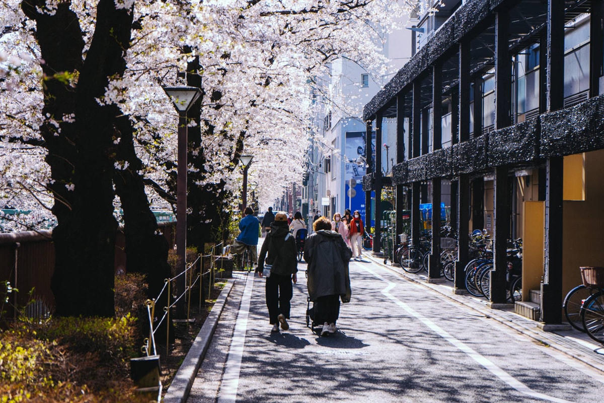 Những con phố ở khu vực Nakameguro sáng cũng ngập sắc hoa anh đào. Ảnh: Japan Times. 