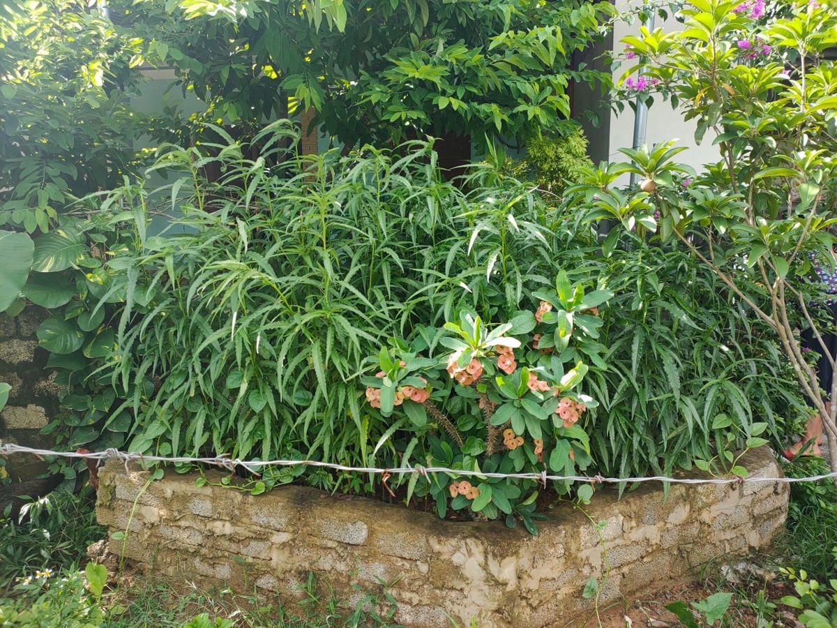 Số cần sa được ông Phạm Văn Chương trồng phía sau nhà.