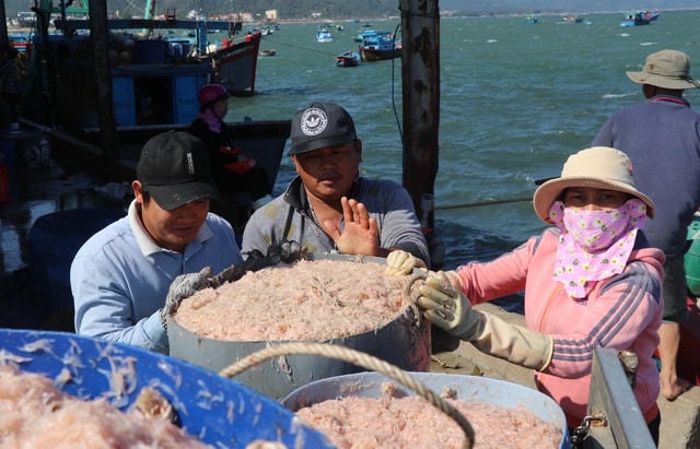 Ngư dân phường Xuân Thành (thị xã Sông Cầu), đưa ruốc từ thuyền lên cảng.
