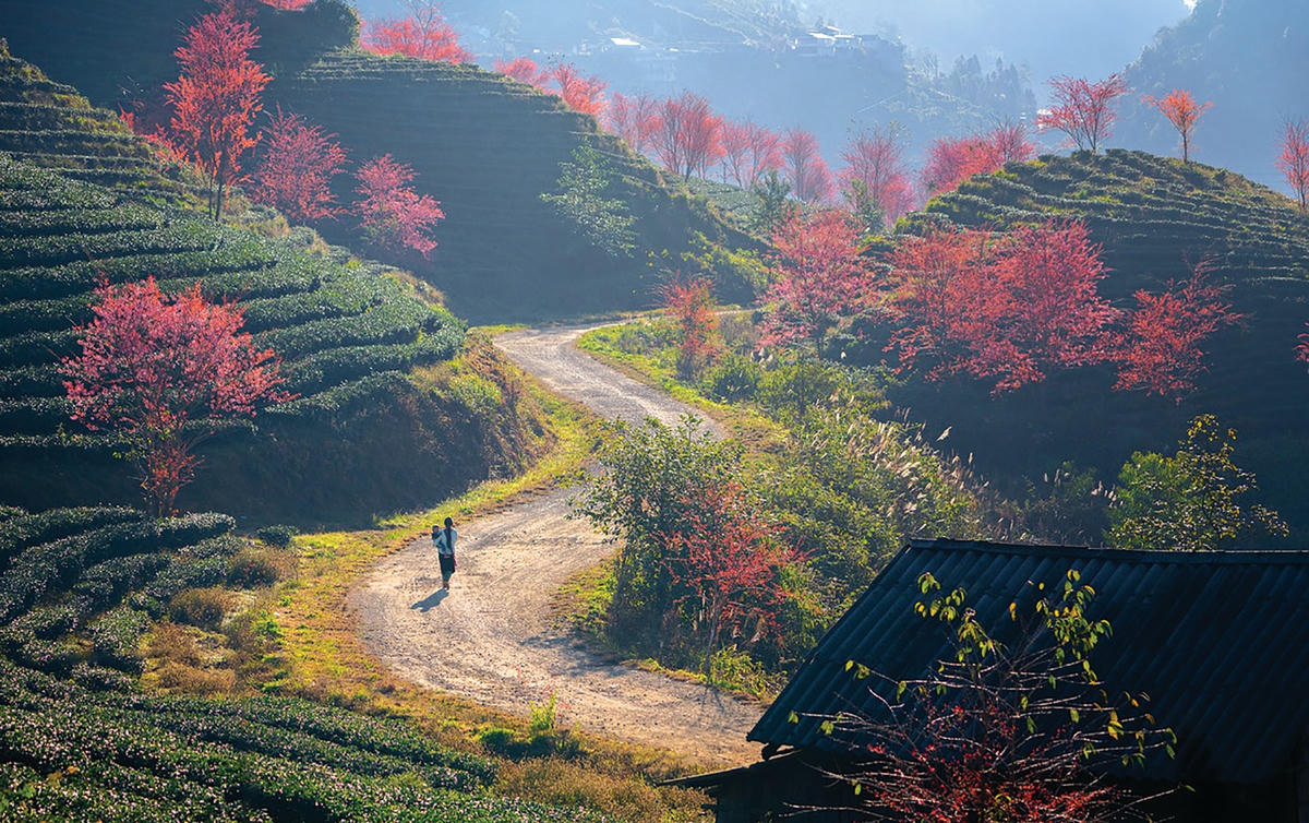 Thắm sắc hoa anh đào