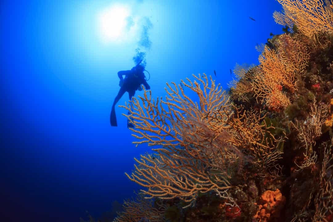 Vườn quốc gia rạn san hô Miri-Sibuti (Malaysia) là địa điểm lặn rất nổi tiếng, rạn san hô này là một khu bảo tồn ở Malaysia.  