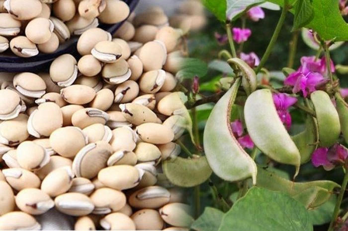 Đậu ván trắng kiện tỳ hòa vị thanh thử thấp, là thực phẩm tốt trong những ngày nắng nóng.