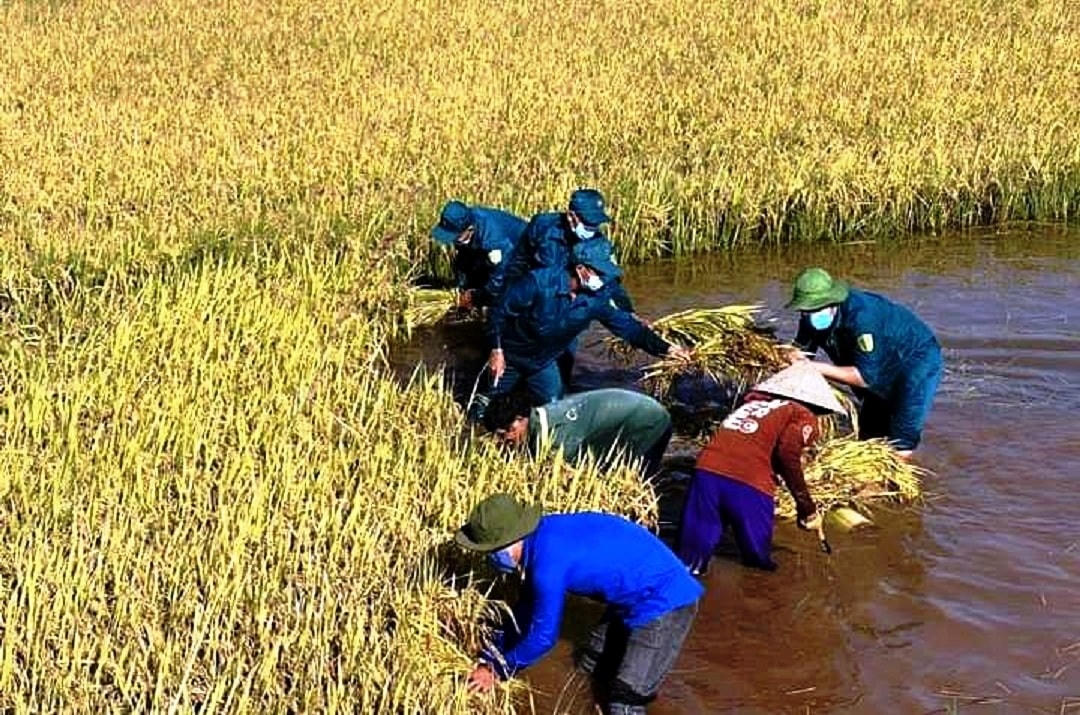 Cùng nhau giúp dân gặt lúa.