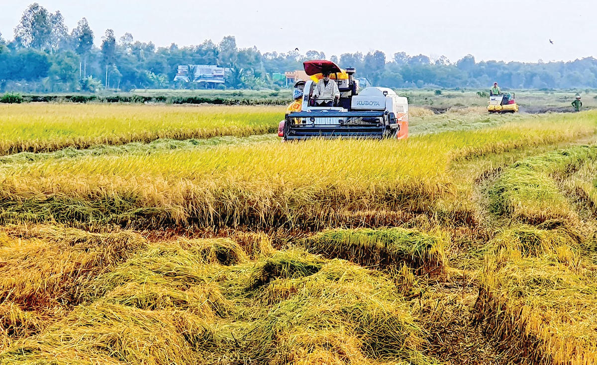 Người dân Bạc Liêu phải có giấy xét nghiệm khi thu hoạch lúa.