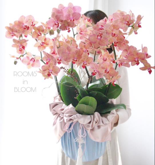 Chậu hoa là một phương án thay thế bó hoa tươi được nhiều cửa hàng đưa ra. Nguồn: Ngọc Ánh.