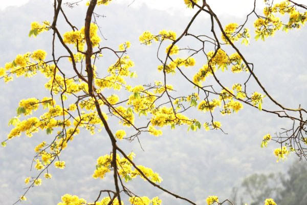 Mai vàng Yên Tử tập trung chủ yếu ở khu vực chùa Hoa Yên, chùa Một Mái, chùa Vân Tiêu, chùa Bảo Sái.