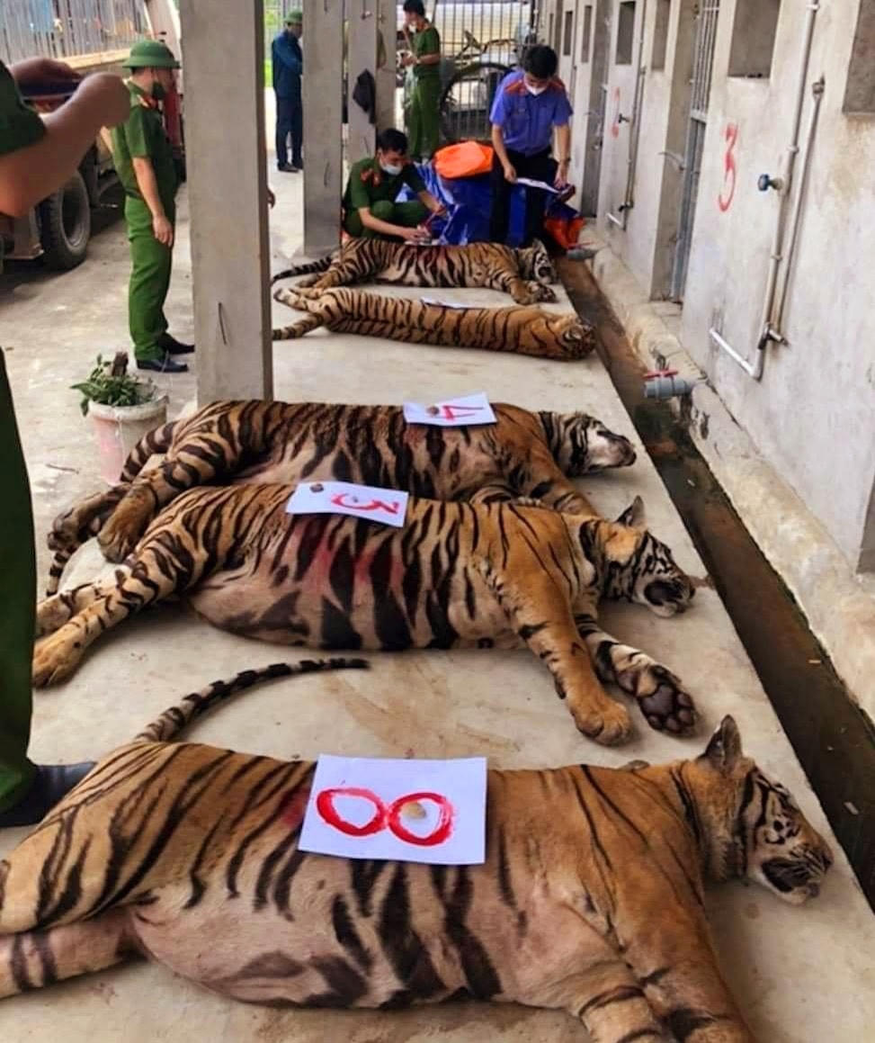 Trong khi đó, những cá thể hổ còn sống trong vụ giải cứu 17 cá thể hổ ở xã Đô Thành, huyện Yên Thành vào 8/2021 được bàn giao cho Vườn thú Hà Nội quản lý.