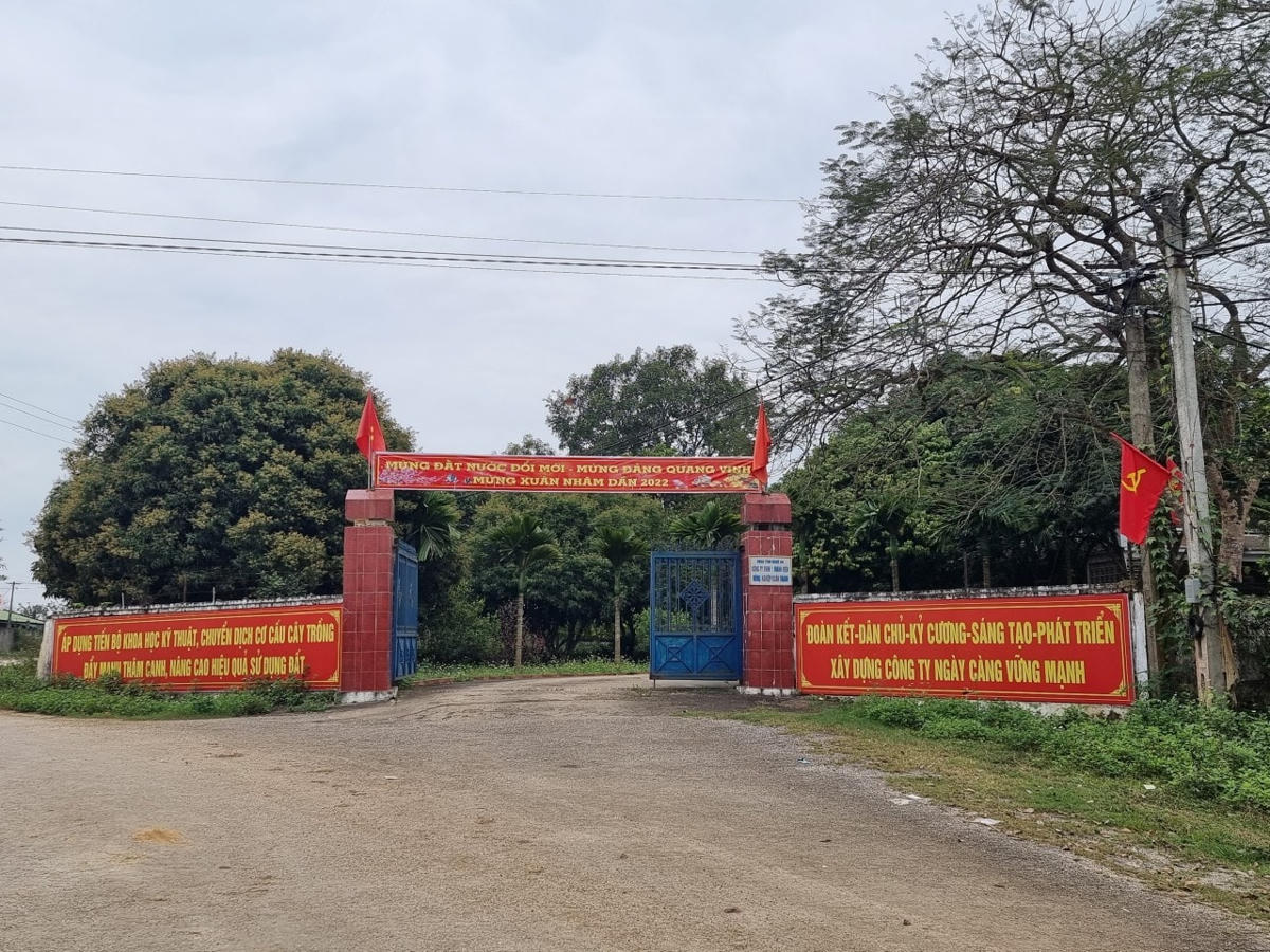 Công ty TNHH MTV Nông nghiệp Xuân Thành Nghệ An nơi có hàng chục hộ dân nhận khoán kiên quyết không trồng chè theo quy hoạch.