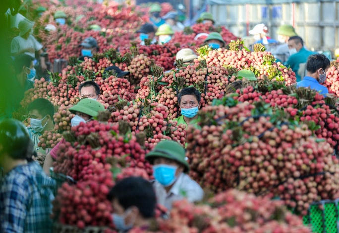 Người dân trồng vải Bắc Giang bội thu, được cả mùa và giá.  