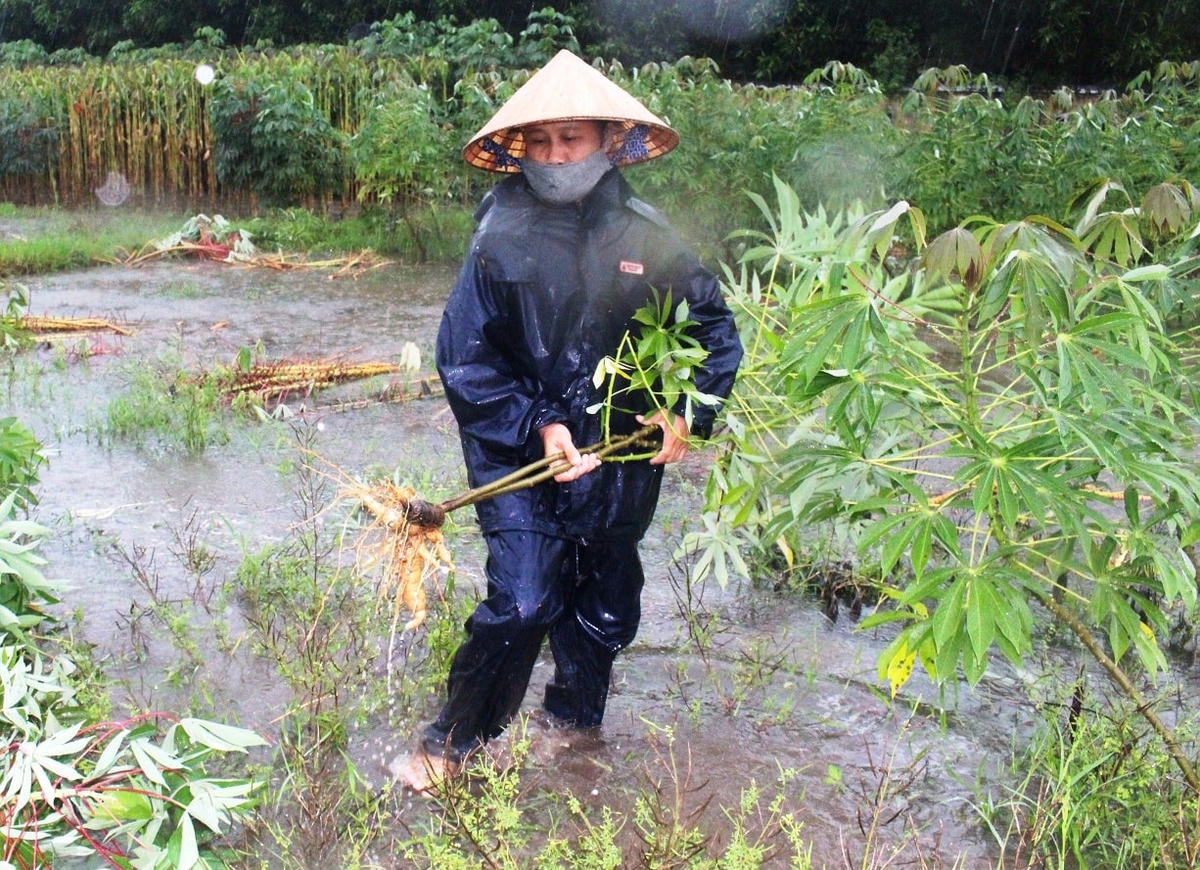 Bà Hòe đang nhổ sắn nom của gia đình mình.