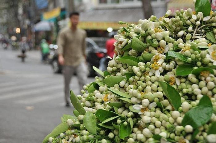 Hoa bưởi trắng tạo nên những sắc thái tươi mới, đem lại sự an yên, trong lành trong cuộc sống, phần nào giúp người dân Thủ đô vơi đi những tác động từ dịch bệnh Covdi-19