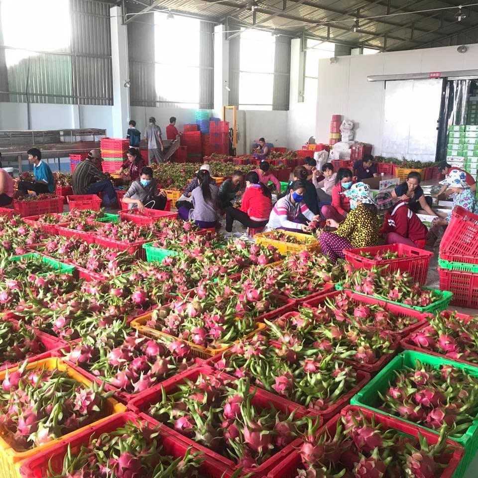 Cần có những động lực đưa ngành trái cây đi lên.