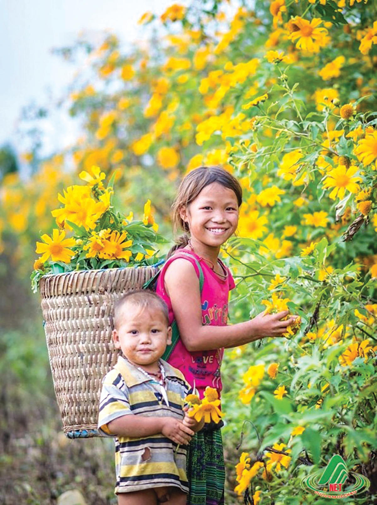 Đưa em đi hái hoa dã quỳ.