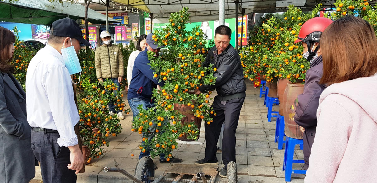 Họa hoằn mới có tiệm bán được 1 – 2 gốc quất.