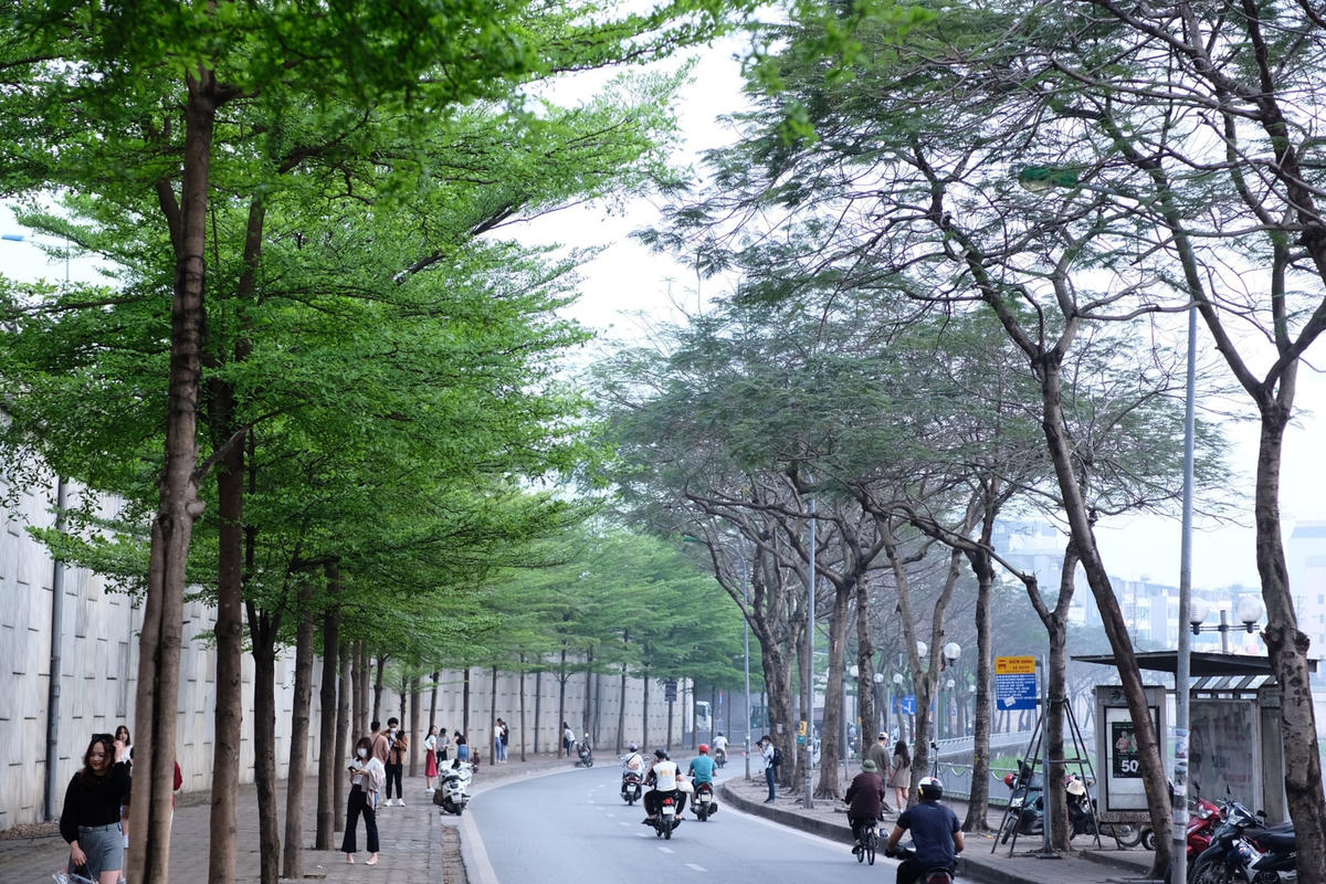Ở ven bờ sông Tô Lịch, hàng cây bàng lá nhỏ đang đâm những chồi non, thu hút người dân đi đường bởi sắc lá xanh biếc.