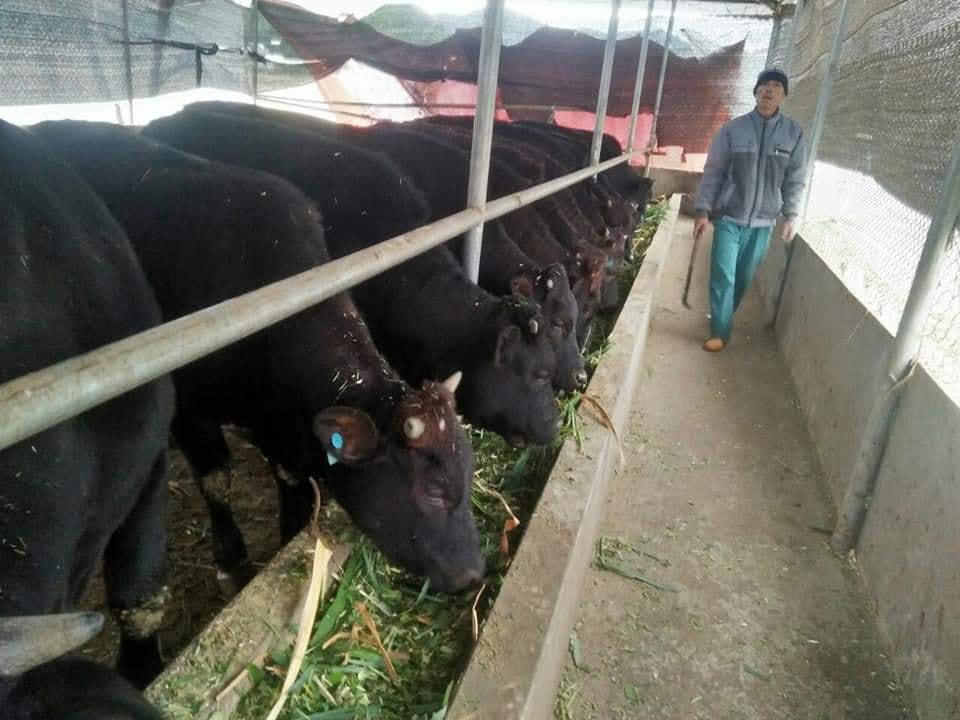 Người dân Bình Liêu (Quảng Ninh) chủ động chống rét cho đàn bò.