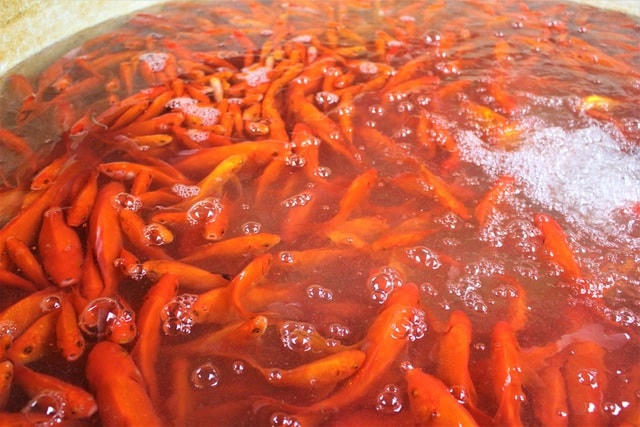 Cá chép là một trong những lễ vật không thể thiếu trong lễ cúng Táo quân.