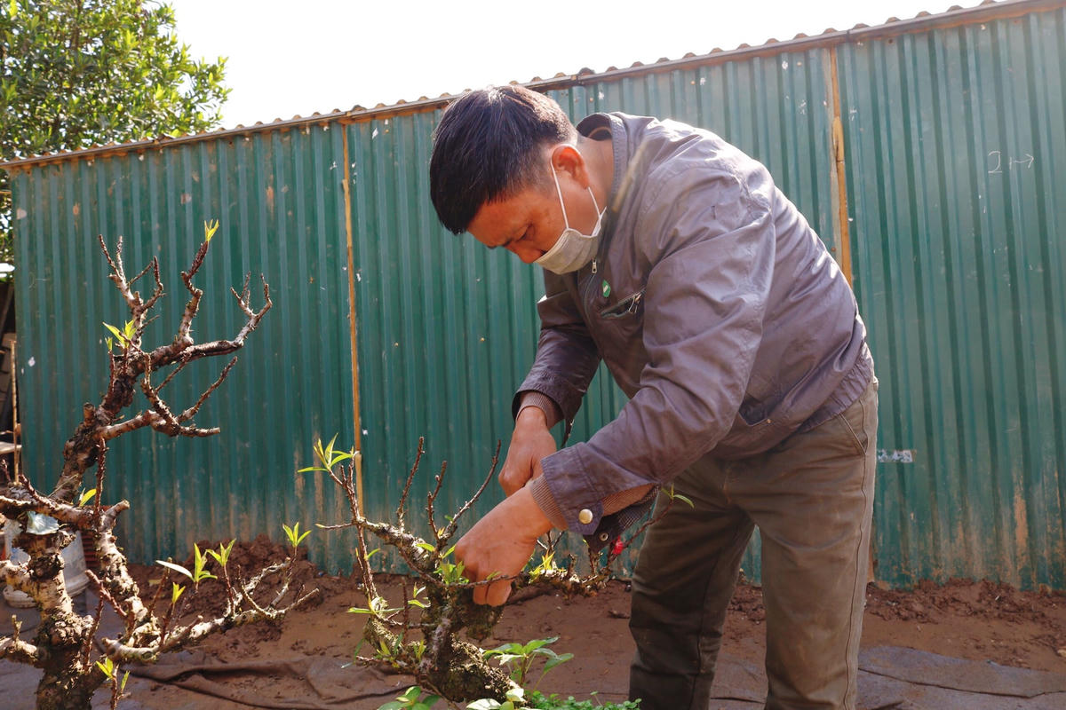 Việc chăm sóc đào Thất Thốn đòi hỏi sự kỹ lưỡng, tỉ mỉ.