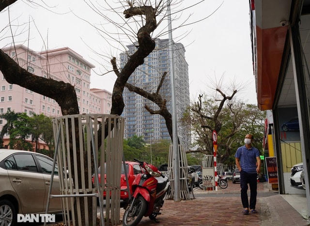 Anh Nguyễn Thành Nam, người dân ở phường Nghĩa Đô (Cầu Giấy) chia sẻ: "Cách đây vài tháng, tôi thấy mấy cây sưa này đã khô héo và phải truyền dịch để cứu cây. Nhưng giờ thì rụng hết lá rồi, một số cây có dấu hiệu mục nát, chết khô, trơ cành".  