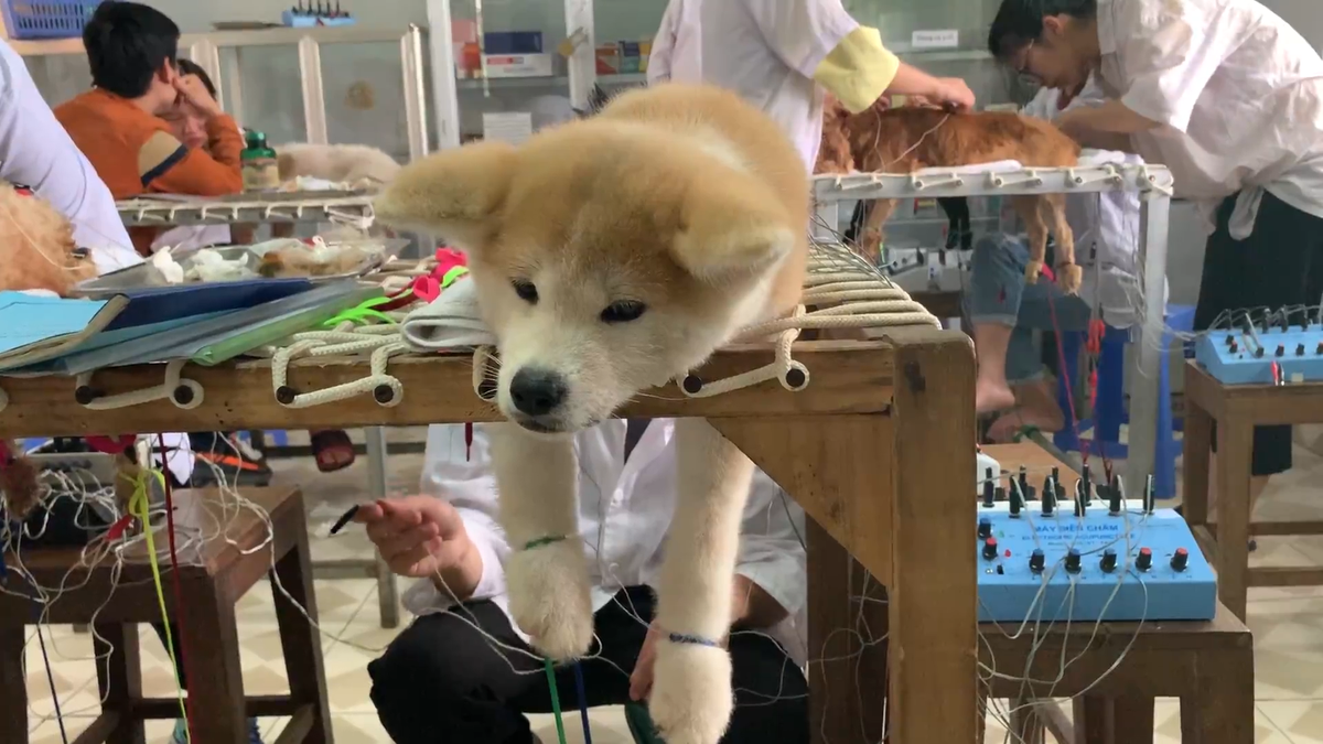Thú cưng đang được chữa bệnh bằng phương pháp châm cứu.