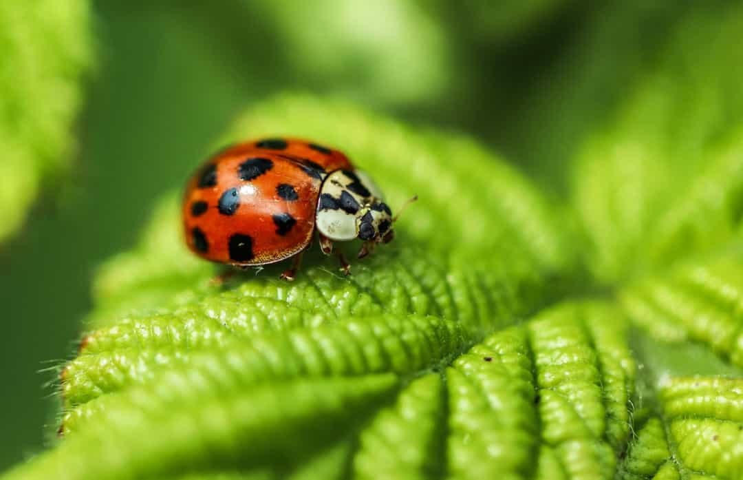 Khi các loài động vật hoang dã ngủ đông