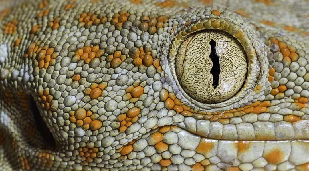 Đôi mắt của tắc kè Tokay giống như một chiếc khóa công nghệ cao, quyến rũ.   