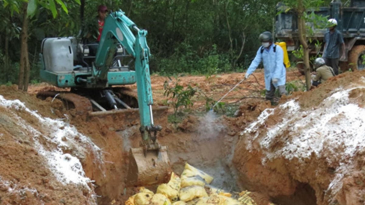 Tiêu hủy gia cầm bị dịch bệnh.
