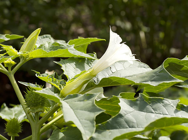 Jimsonweed là cây cà độc với những chiếc lá nhọn và quả cũng có gai nhọn. Quả của cây này đặc biệt độc, ngay cả cánh hoa và mật hoa cũng có chất độc. Loại độc trong cây này là atropine và scopolamine.