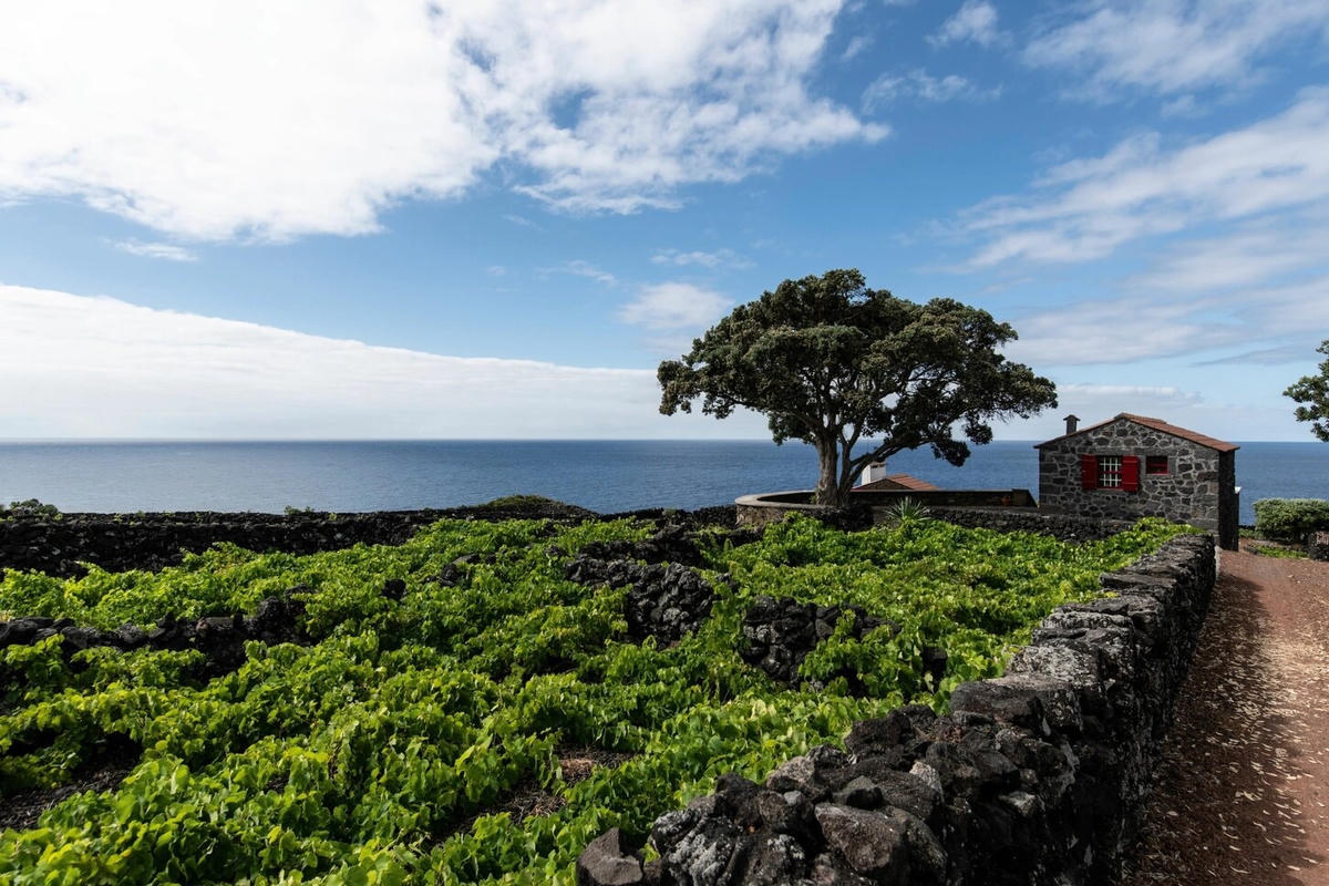 Vườn nho - nguyên liệu chính cho loại rượu vang nổi tiếng tại Azores. Ảnh: National Geographic.