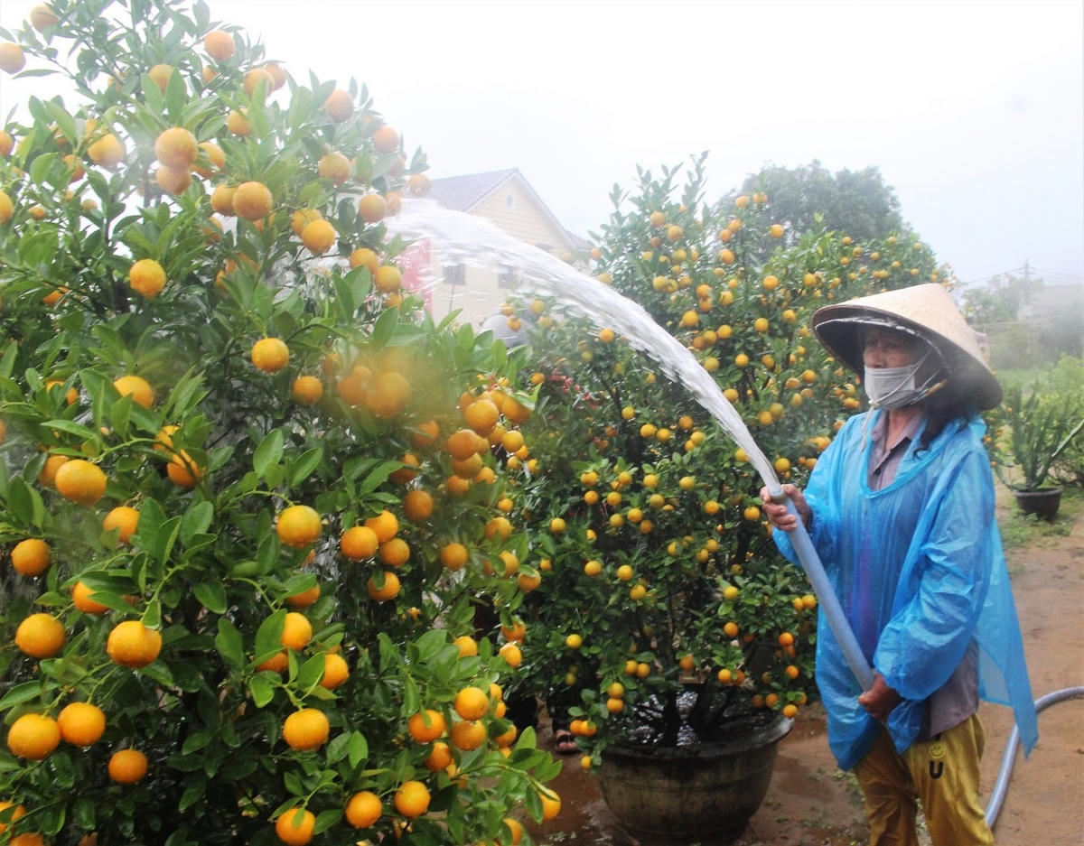 Người dân xã Cẩm Hà thấp thỏm lo đầu ra cho vụ quất Tết Nhâm Dần 2022.