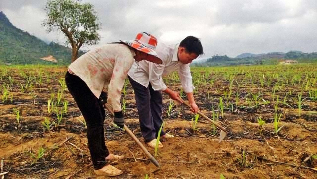 Vợ chồng Xồng Bá Cha trên ruộng mía của gia đình.