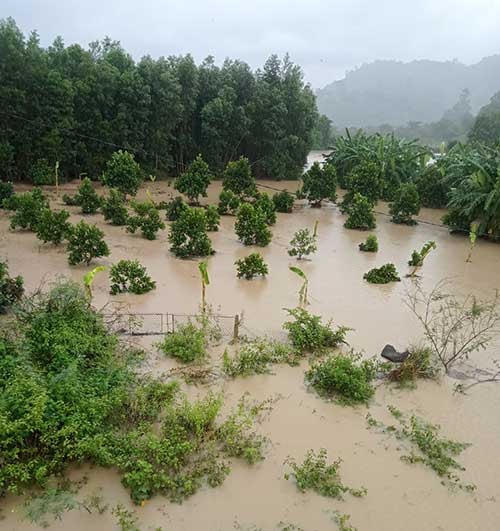  Mưa lũ, gây ngập úng nhiều cây trồng tại xã La Ngâu, huyện Tánh Linh.