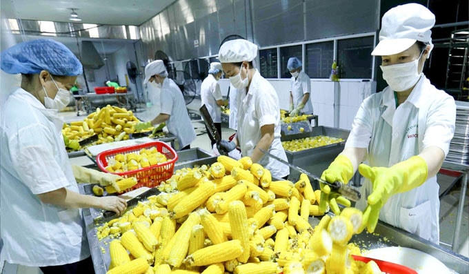 Dây chuyền hiện đại chế biến ngô ngọt xuất khẩu tại Công ty Vifoco (xã Song Khê, thành phố Bắc Giang). Ảnh: Vũ Sinh/TTXVN.