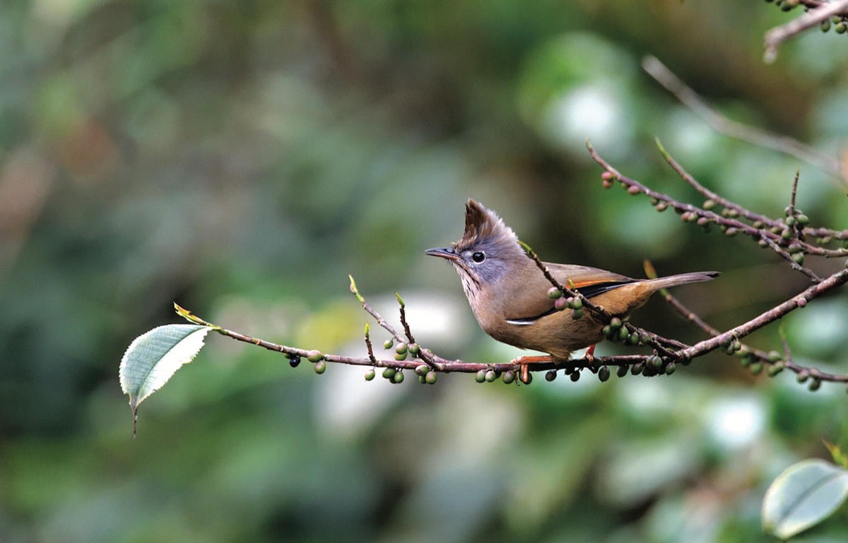 [ẢNH] Khám phá những loài chim xinh đẹp ngỡ ngàng