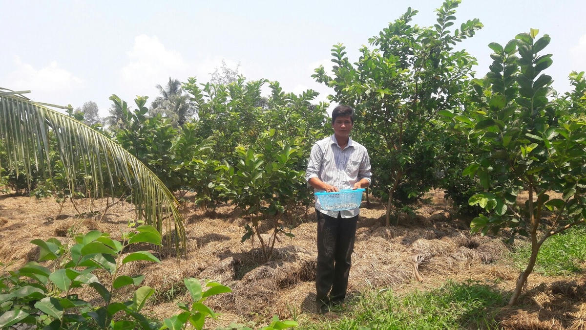 Anh Võ Văn Lăng, ấp Ninh Phú, xã Ninh Quới, huyện Hồng Dân đã có kinh nghiệm hơn 10 năm gắn bó với nghề trồng nấm rơm. Vụ nấm này anh có lãi gần 40 triệu đồng, sau khi đã trừ đi chi phí.