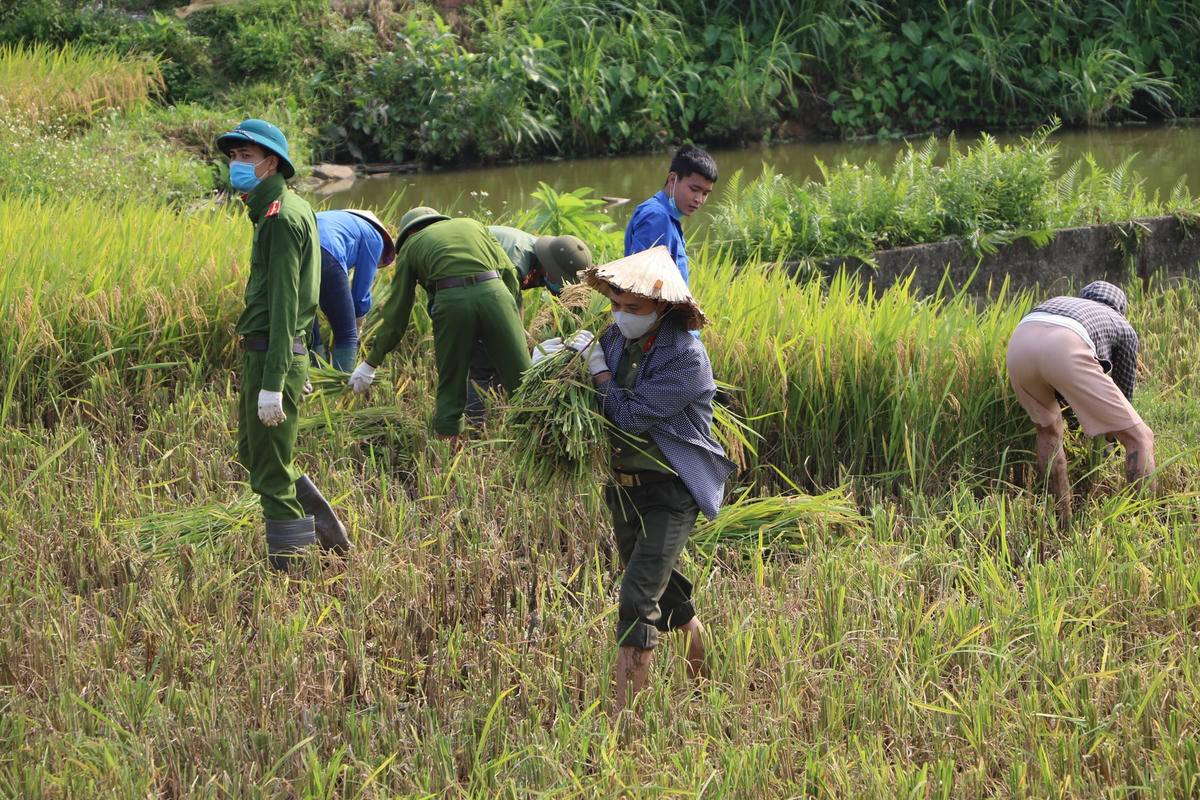 Gặt lúa giúp bà con trong thời gian cách ly y tế