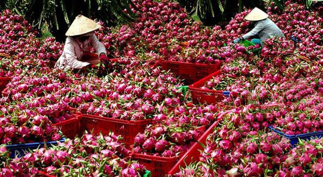 Thanh long là một trong 9 loại trái cây được xuất khẩu sang Trung Quốc.