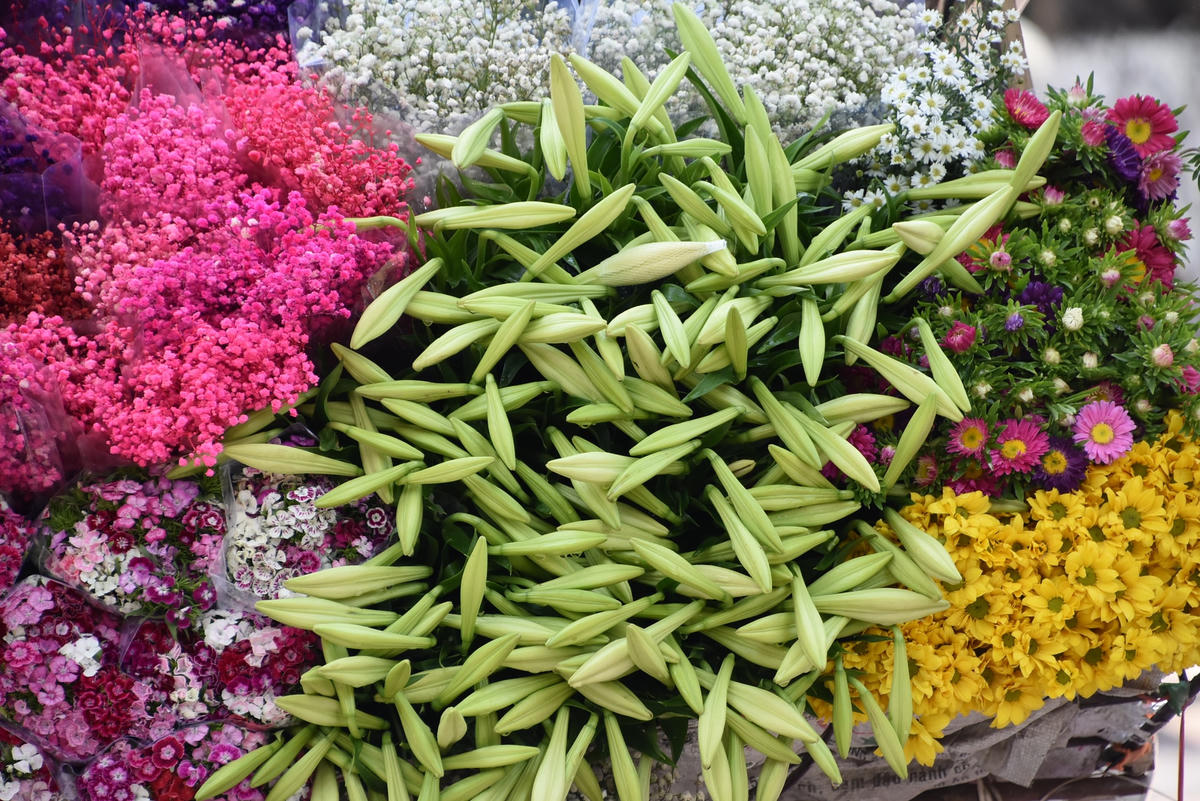 [ẢNH] Loại hoa đầu mùa khiến dân Hà Nội phải 'săn lùng'