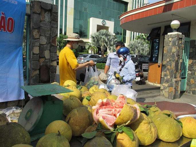 Giống bưởi Đào được nhập từ miền Bắc vào trồng trên vùng đất Cẩm Mỹ đang phát triển tốt, cho năng suất cao và chất lượng ngon. Sản phẩm bưởi Đào vỏ vàng ruột đỏ, có vị ngọt thanh và hơi chua dốt. Ảnh: N.A 