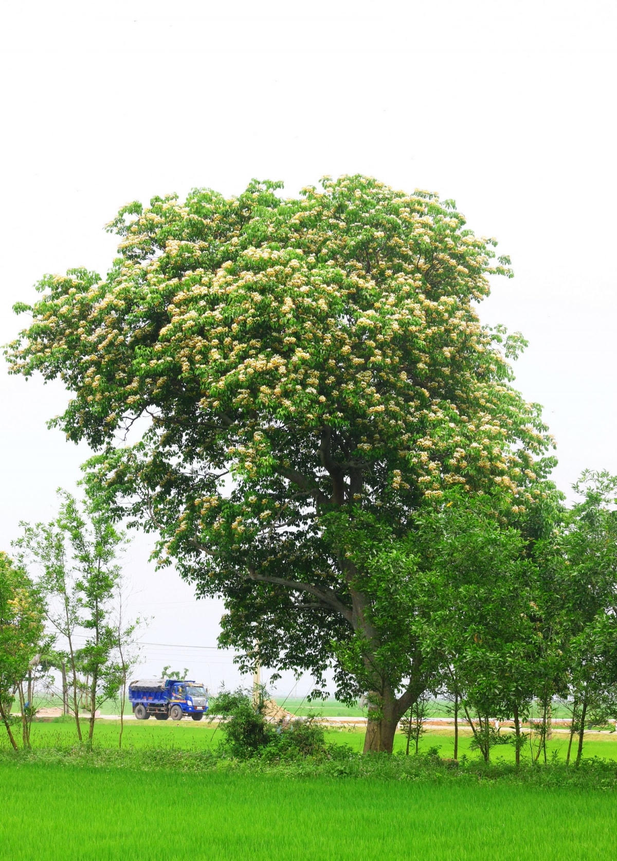 Mùa hoa Bún bên dòng Kiến Giang