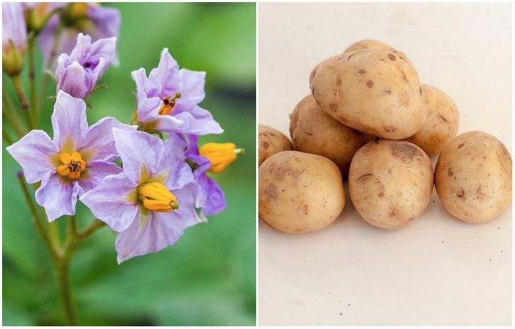 [ẢNH] Những loại trái cây trông thế nào trước khi chúng chín?
