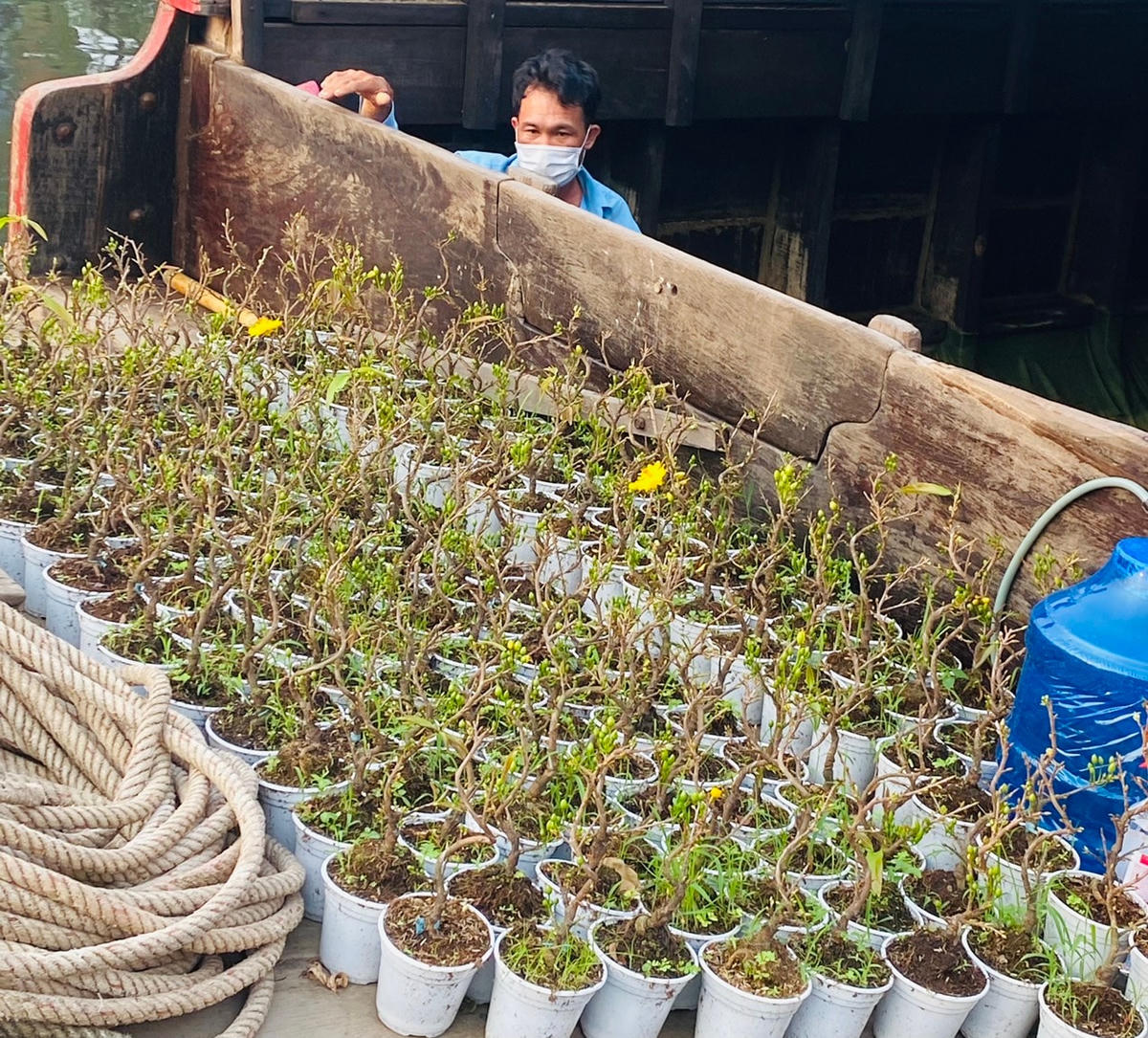 Một chủ ghe chở mai từ Chợ Lách lên.