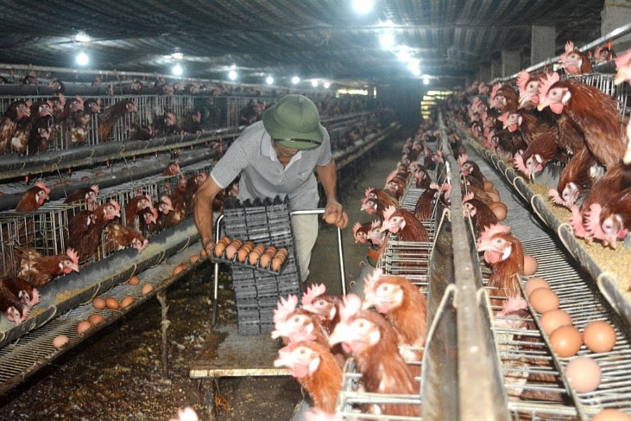 Ngành chăn nuôi lao đao vì nhiều chi phí bị đội lên.