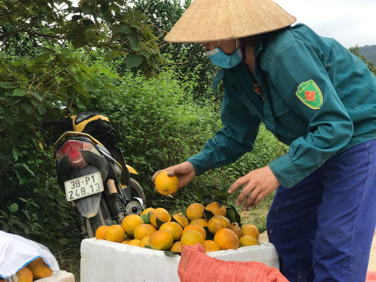Theo bà Phương, cam của gia đình đi khắp nơi từ Hà Nội đến TP Hồ Chí Minh. Cam Thượng Lộc có vị ngọt đậm đà, khác hẳn với cam ở những nơi khác.