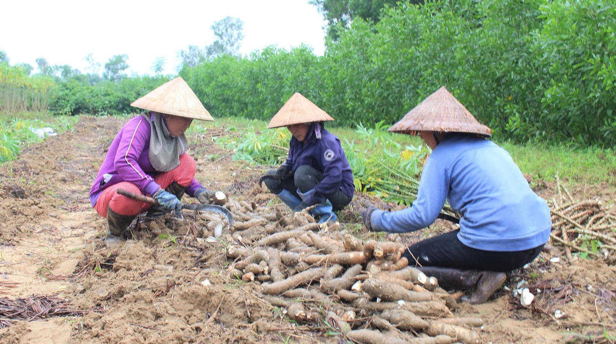 Người dân đang phân loại sắn chưa bị hỏng để bán.