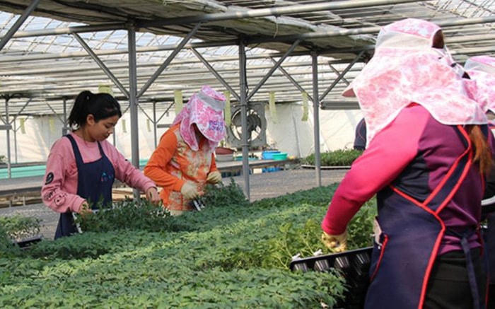 Lao động thời vụ Việt Nam tại Hàn Quốc.
