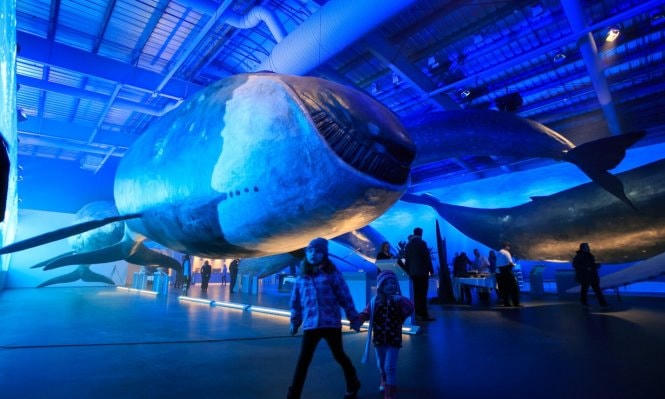 Trẻ em dạo chơi ngắm mô hình cá voi trong Bảo tàng Whales Of Iceland. Ảnh: Roman Gerasymenko.