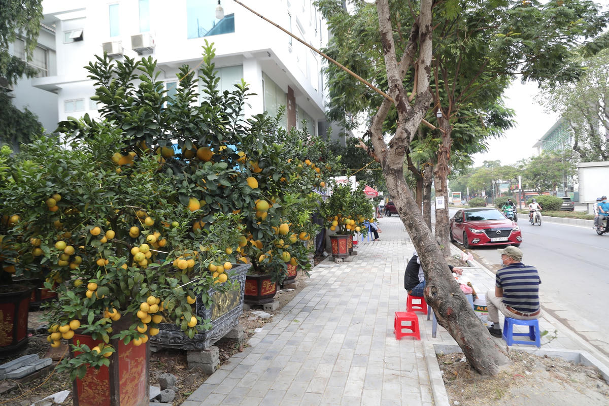 Khoảng một tuần trở lại đây các nhà vườn đã bắt đầu bày bán các loại cây cảnh như: bưởi cảnh, chanh tứ quý... để phục vụ nhu cầu chơi Tết sớm của người dân Thủ đô.