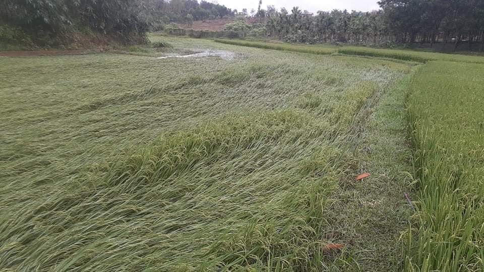 Mưa lớn khiến nhiều diện tích lúc của người dân ở huyện Nam Đông bị ngã đổ.